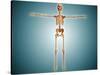 Front View of Human Skeletal System-null-Stretched Canvas