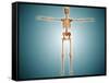 Front View of Human Skeletal System-null-Framed Stretched Canvas