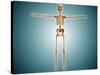 Front View of Human Skeletal System-null-Stretched Canvas