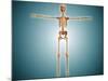 Front View of Human Skeletal System-null-Mounted Art Print