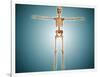 Front View of Human Skeletal System-null-Framed Art Print