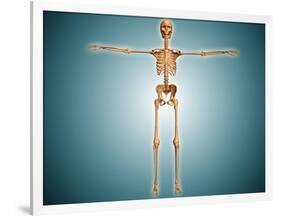 Front View of Human Skeletal System-null-Framed Art Print