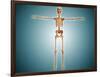 Front View of Human Skeletal System-null-Framed Art Print