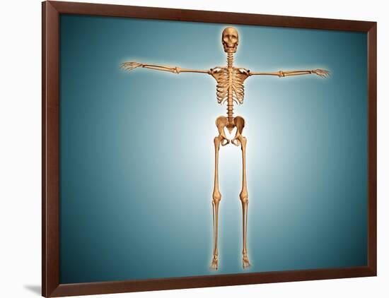 Front View of Human Skeletal System-null-Framed Art Print