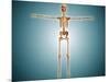 Front View of Human Skeletal System-null-Mounted Art Print