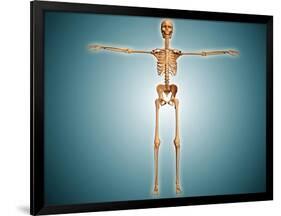 Front View of Human Skeletal System-null-Framed Art Print