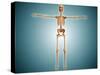 Front View of Human Skeletal System-null-Stretched Canvas