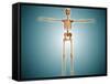 Front View of Human Skeletal System-null-Framed Stretched Canvas