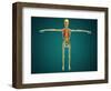 Front View of Human Skeleton with Nervous System, Arteries and Veins-null-Framed Art Print