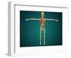 Front View of Human Skeleton with Nervous System, Arteries and Veins-null-Framed Art Print