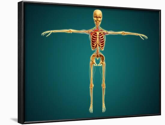 Front View of Human Skeleton with Nervous System, Arteries and Veins-null-Framed Art Print