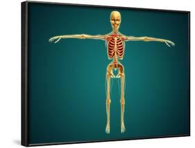 Front View of Human Skeleton with Nervous System, Arteries and Veins-null-Framed Art Print