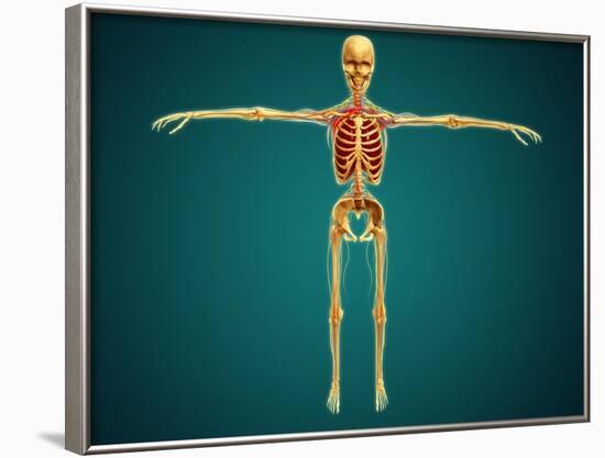 Front View of Human Skeleton with Nervous System, Arteries and Veins-null-Framed Art Print