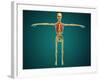 Front View of Human Skeleton with Nervous System, Arteries and Veins-null-Framed Art Print