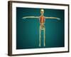 Front View of Human Skeleton with Nervous System, Arteries and Veins-null-Framed Art Print