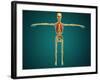 Front View of Human Skeleton with Nervous System, Arteries and Veins-null-Framed Art Print