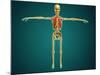 Front View of Human Skeleton with Nervous System, Arteries and Veins-null-Mounted Art Print