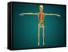 Front View of Human Skeleton with Nervous System, Arteries and Veins-null-Framed Stretched Canvas