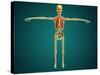 Front View of Human Skeleton with Nervous System, Arteries and Veins-null-Stretched Canvas