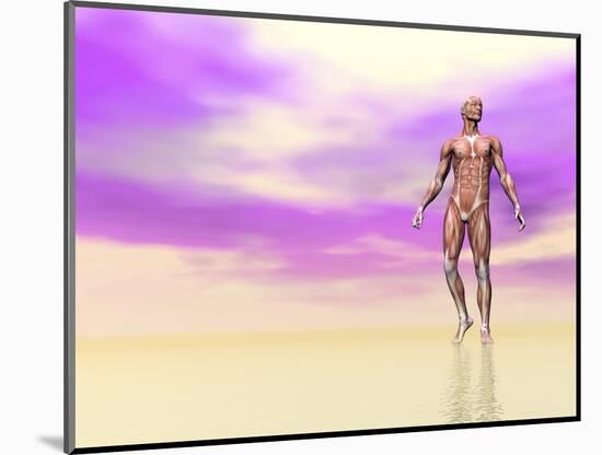 Front View of Male Musculature, Pink Background-null-Mounted Art Print