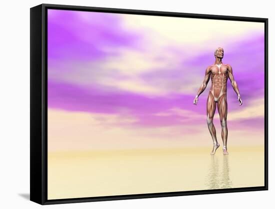 Front View of Male Musculature, Pink Background-null-Framed Stretched Canvas