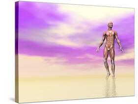 Front View of Male Musculature, Pink Background-null-Stretched Canvas