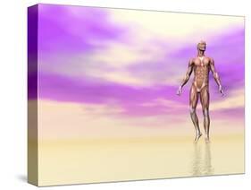 Front View of Male Musculature, Pink Background-null-Stretched Canvas