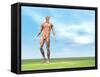 Front View of Male Musculature Walking-null-Framed Stretched Canvas