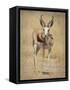 Front View of Standing Springbok, Etosha National Park, Namibia, Africa-Wendy Kaveney-Framed Stretched Canvas