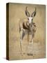 Front View of Standing Springbok, Etosha National Park, Namibia, Africa-Wendy Kaveney-Stretched Canvas