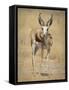 Front View of Standing Springbok, Etosha National Park, Namibia, Africa-Wendy Kaveney-Framed Stretched Canvas