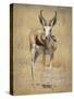 Front View of Standing Springbok, Etosha National Park, Namibia, Africa-Wendy Kaveney-Stretched Canvas