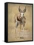 Front View of Standing Springbok, Etosha National Park, Namibia, Africa-Wendy Kaveney-Framed Stretched Canvas