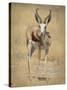 Front View of Standing Springbok, Etosha National Park, Namibia, Africa-Wendy Kaveney-Stretched Canvas