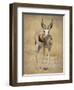 Front View of Standing Springbok, Etosha National Park, Namibia, Africa-Wendy Kaveney-Framed Photographic Print