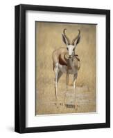 Front View of Standing Springbok, Etosha National Park, Namibia, Africa-Wendy Kaveney-Framed Photographic Print