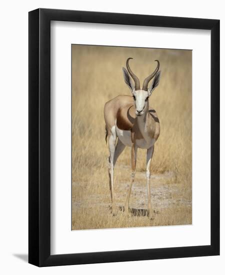 Front View of Standing Springbok, Etosha National Park, Namibia, Africa-Wendy Kaveney-Framed Photographic Print