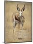 Front View of Standing Springbok, Etosha National Park, Namibia, Africa-Wendy Kaveney-Mounted Photographic Print