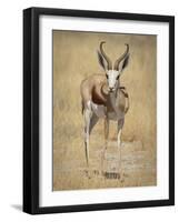 Front View of Standing Springbok, Etosha National Park, Namibia, Africa-Wendy Kaveney-Framed Photographic Print