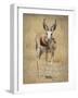 Front View of Standing Springbok, Etosha National Park, Namibia, Africa-Wendy Kaveney-Framed Photographic Print