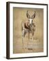 Front View of Standing Springbok, Etosha National Park, Namibia, Africa-Wendy Kaveney-Framed Photographic Print