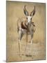 Front View of Standing Springbok, Etosha National Park, Namibia, Africa-Wendy Kaveney-Mounted Photographic Print