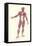 Front View of Superficial Muscles-null-Framed Stretched Canvas