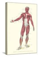 Front View of Superficial Muscles-null-Stretched Canvas