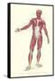 Front View of Superficial Muscles-null-Framed Stretched Canvas