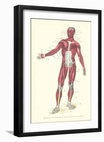 Front View of Superficial Muscles-null-Framed Art Print