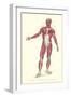 Front View of Superficial Muscles-null-Framed Art Print