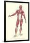 Front View of Superficial Muscles-null-Framed Art Print