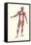 Front View of Superficial Muscles-null-Framed Stretched Canvas