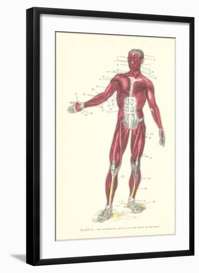 Front View of Superficial Muscles-null-Framed Art Print